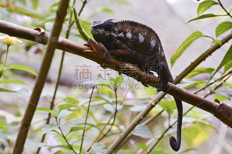 黑豹变色龙(Furcifer pardalis) -罕见，马达加斯加特有