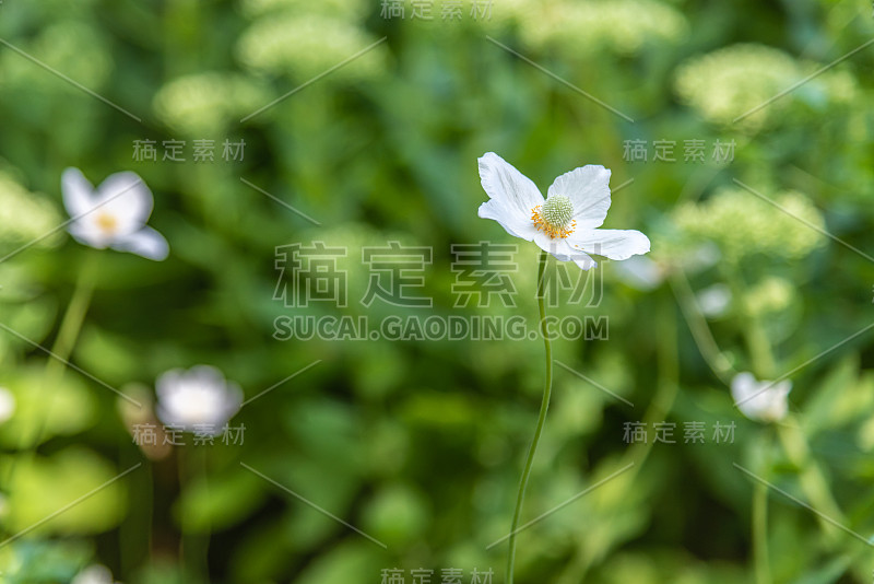 白色的日本银莲花在模糊的绿叶背景下盛开