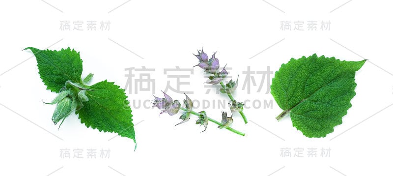 鼠尾草(鼠尾草)分离