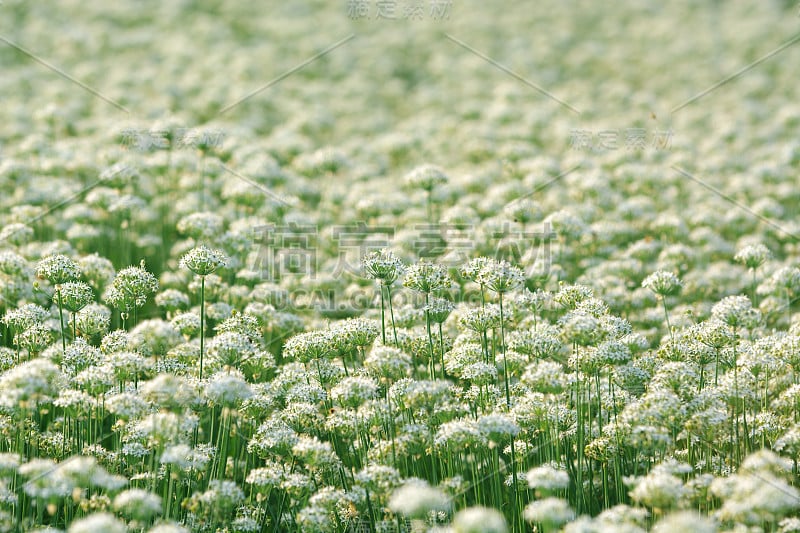 白色的韭菜花