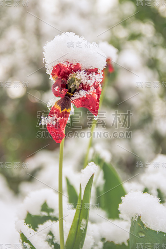 红色的郁金香被四月的雪覆盖