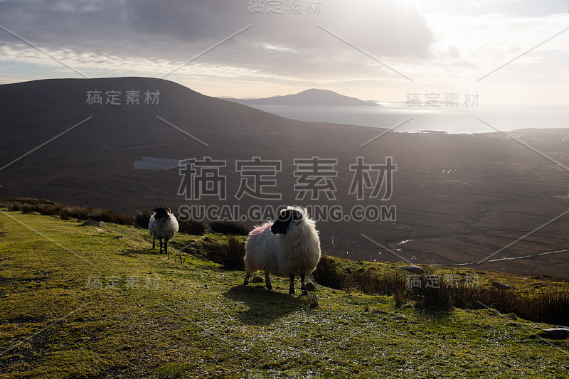 山景与羊。