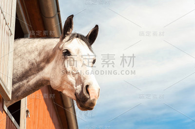 马厩窗户上的纯种马肖像。过滤后的图像。