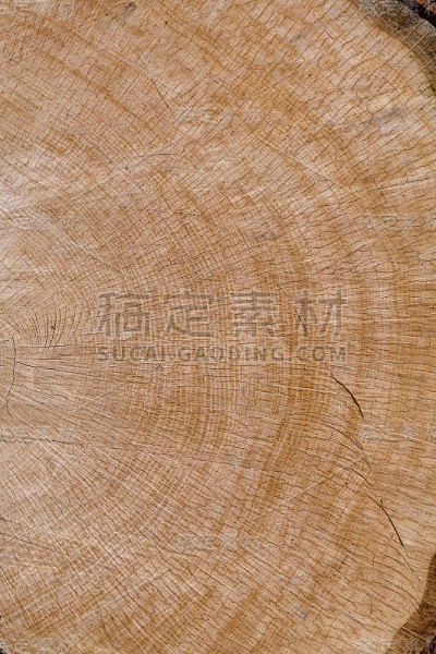 橡树节