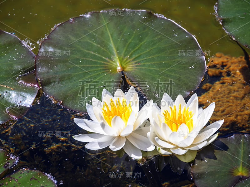 两朵百合的白色花的特写