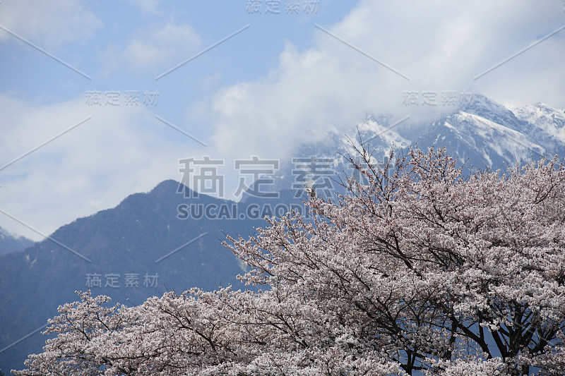 樱花和雪山