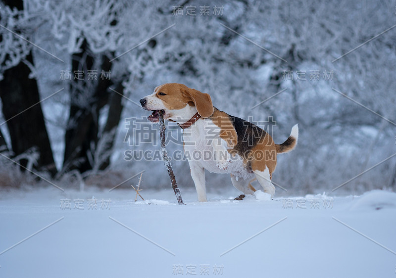 冬天的一天，小猎犬在白雪覆盖的树林里散步