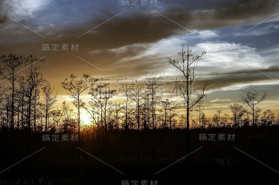 日落时的棕榈树和电线
