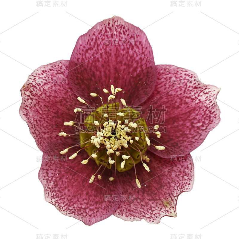 圣诞玫瑰(Helleborus niger)，孤立