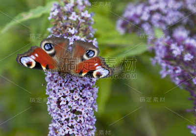 孔雀蝶(Inachis io)坐在醉鱼花上。Copyspace。