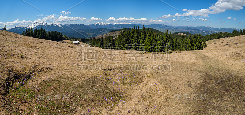 喀尔巴阡山高原春季全景，盛开着紫色的紫番红花(藏红花)，乌克兰高山花。