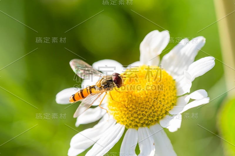 小黄蜂刚刚落在中间是黄色的小白花上