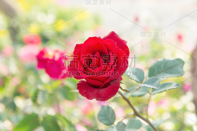 花园里的红玫瑰花，五颜六色的玫瑰