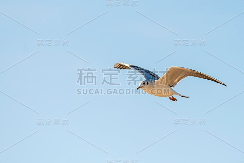 飞过波罗的海的黑头鸥