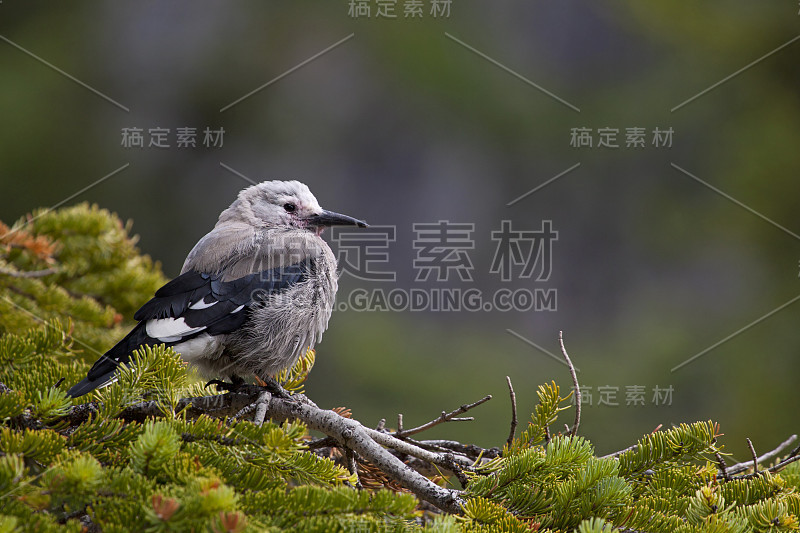 胡桃夹子的绿色