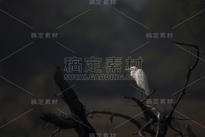 小白鹭