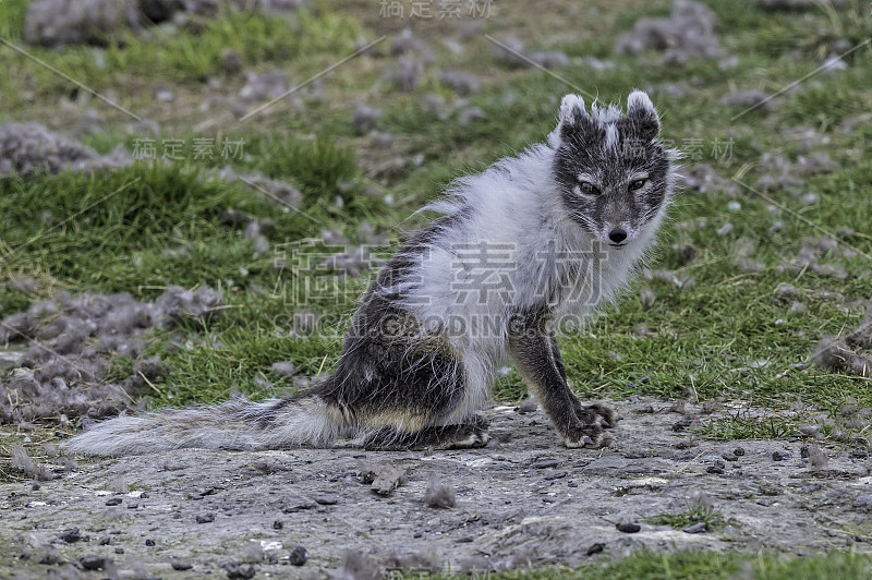 北极狐(Vulpes lagopus)，也被称为白狐、极地狐或雪狐，是一种原产于北半球北极地区的小狐