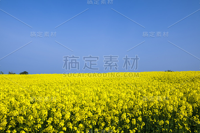 油菜籽领域