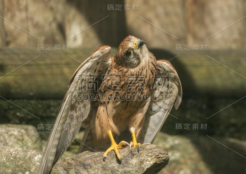 一只塔隼坐在一块石头上