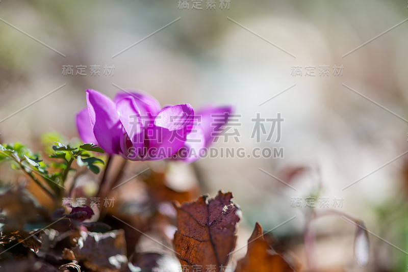 这是春天森林里粉红色仙客来盛开的特写。报春花。仙客来(常青藤仙客来)