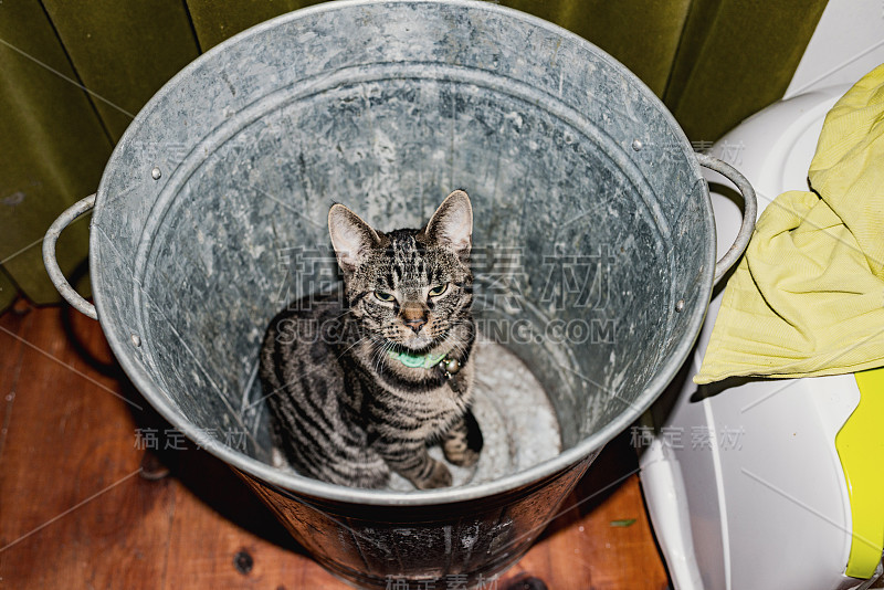 年轻的虎斑猫坐在空的垃圾桶。