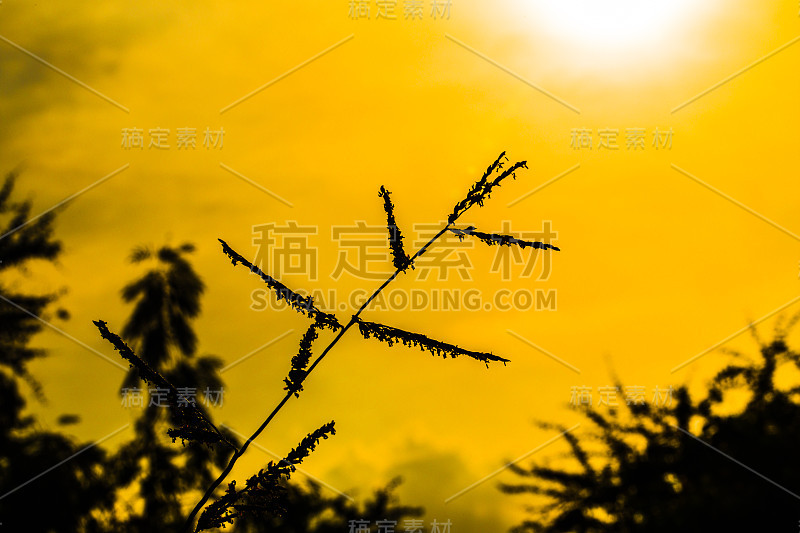 日落时草地的剪影。盛开的青草和野花。为背景