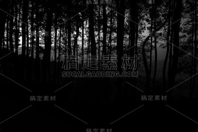 松树森林