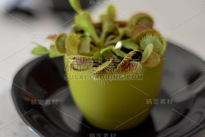 捕蝇草在黑色盘子的花盆里
