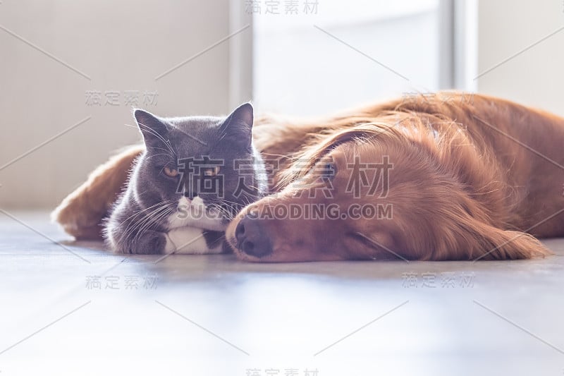 英国短毛猫和金毛猎犬