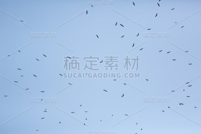 秃鹫在蓝天上飞翔