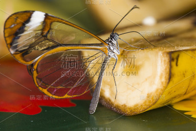 玻璃翼蝴蝶