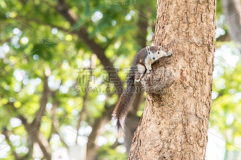 Squirrel on a tree