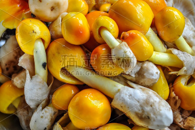 黄色的蘑菇,美味