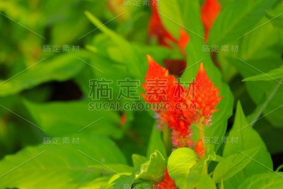 橙羽鸡冠花或天青花在花园里很漂亮