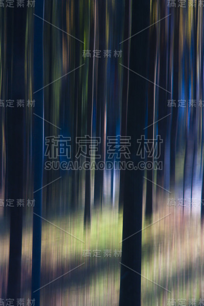 走进魔法森林