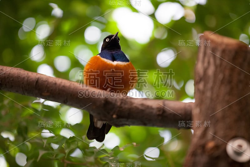 超级椋鸟(Lamprotornis superbus)