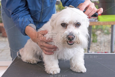 梳理白色马耳他犬的头部