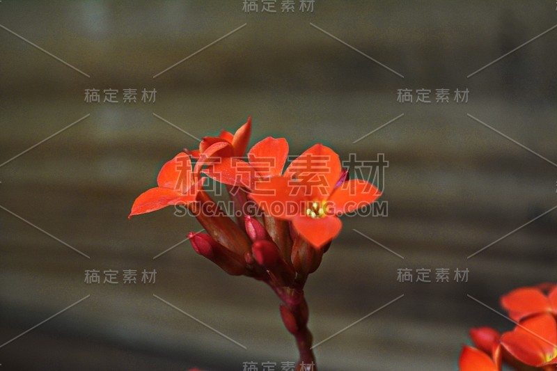 高凉菜属橙花