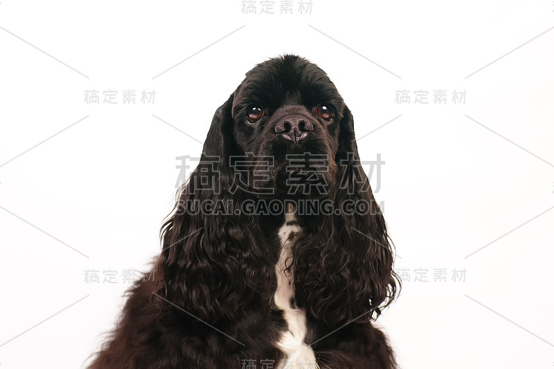 这是一只黑色的美国可卡犬在室内白色背景下摆姿势的肖像