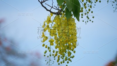 一簇簇明黄金黄的淋浴花，背景柔和