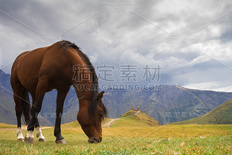 格鲁吉亚。山上牧场上的马