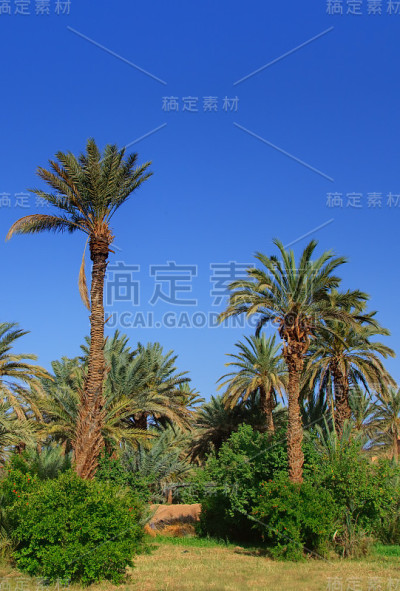 棕榈树
