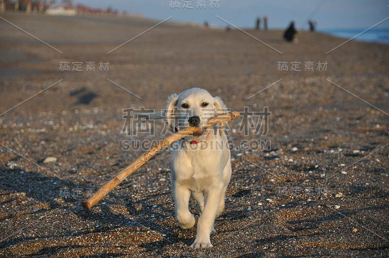 金毛猎犬