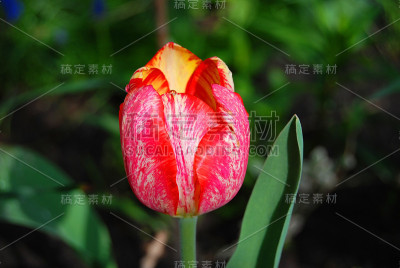美丽的郁金香花