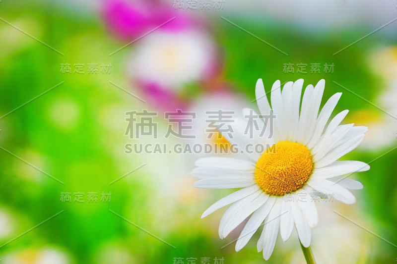 洋甘菊在花