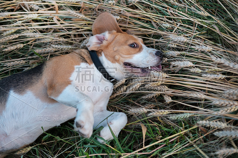 小猎犬躺在麦穗上