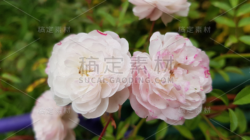 华丽的花瓣美丽的白粉色玫瑰花特写。花坛上盛开的茂盛的玫瑰丛。华丽的婚礼花。