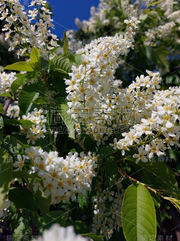 鸟樱花树盛开的花朵和浅绿色的叶子