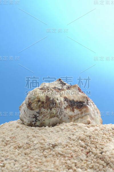 壳牌