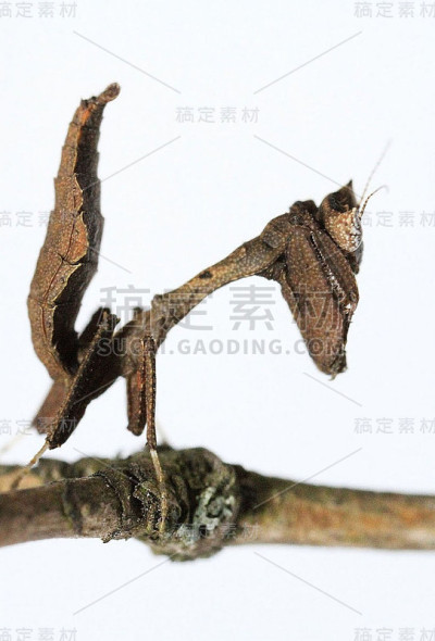 小螳螂伪装。